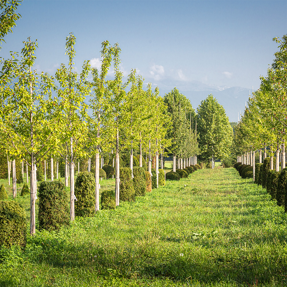 2025 - La Pépinière Jacquet - Arbres - Format carré