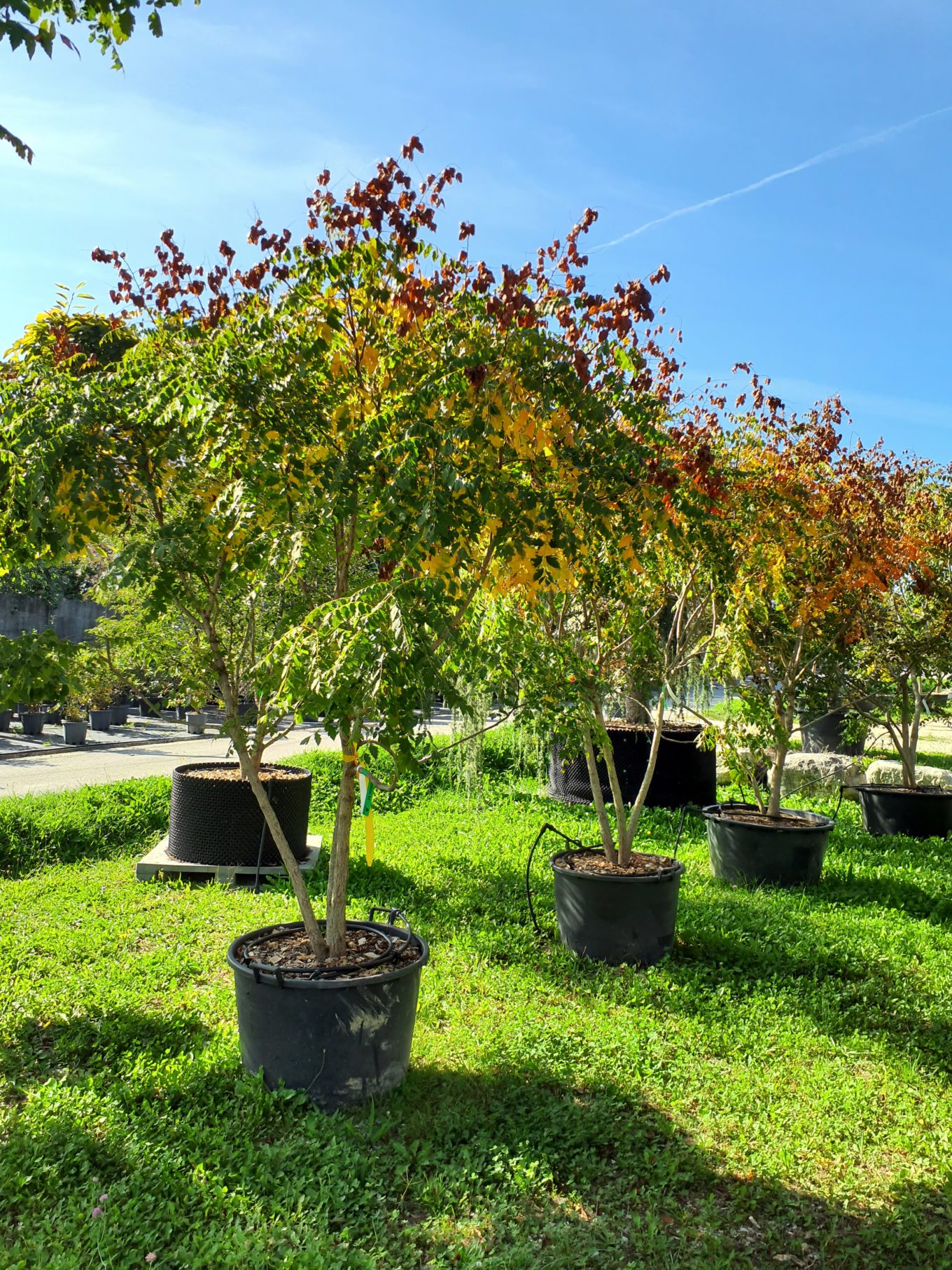 2025 - La Pépinière Jacquet - Végétaux - Arbres Cépées