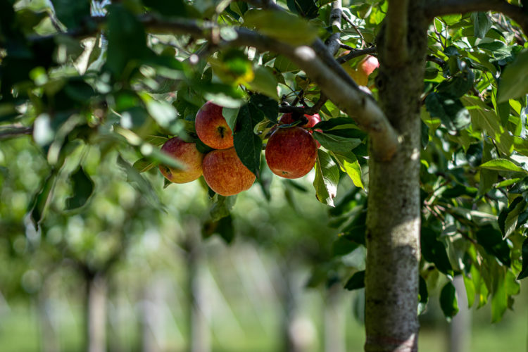 2025 - La Pépinière Jacquet - Végétaux - Fruitiers