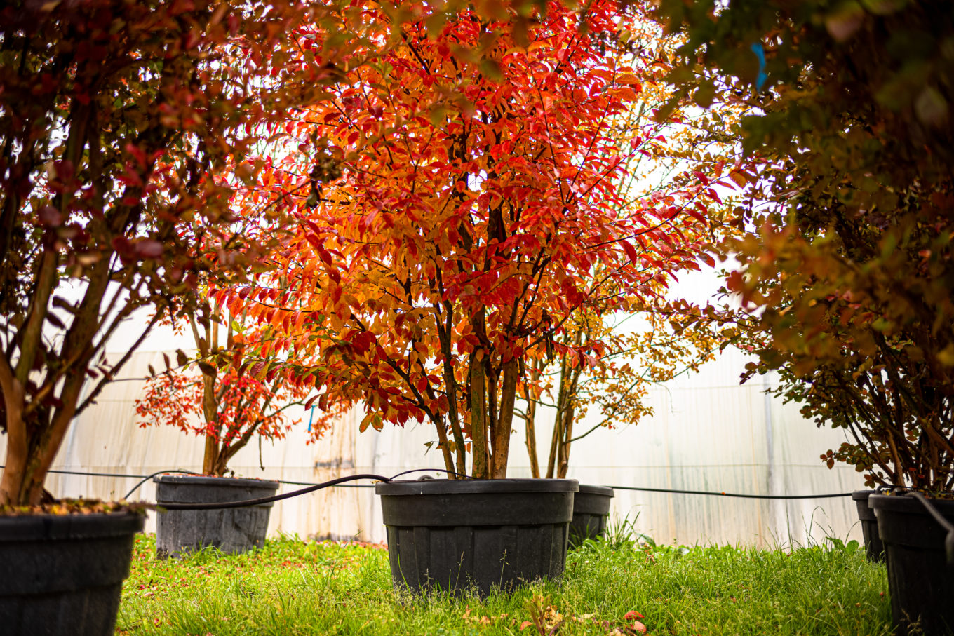 2025 - La Pépinière Jacquet - Végétaux - Arbres Cépées - automne