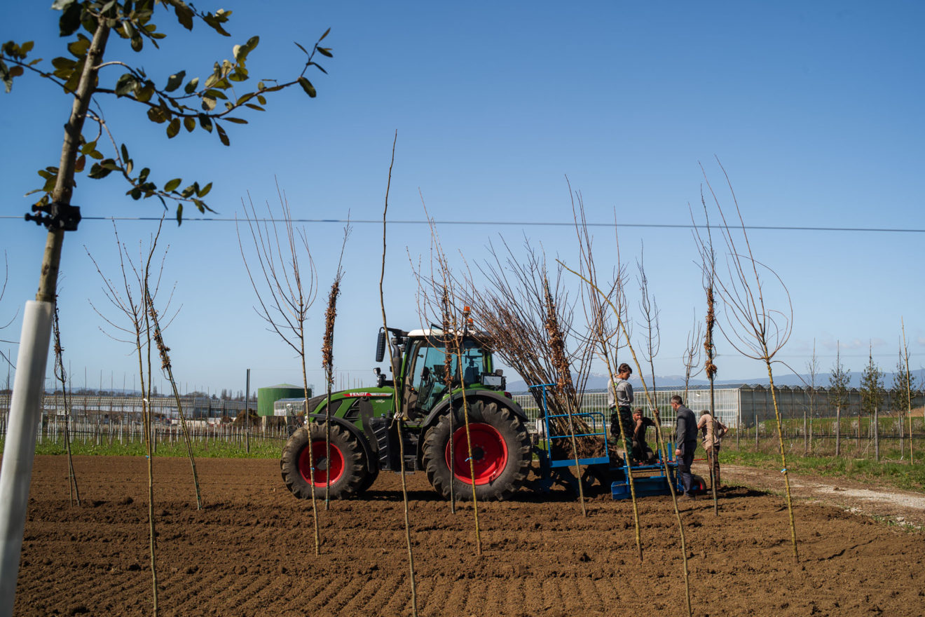 2025 - Jacquet SA - La Pépinière Jacquet - Plantations Parcelle de Veyrier