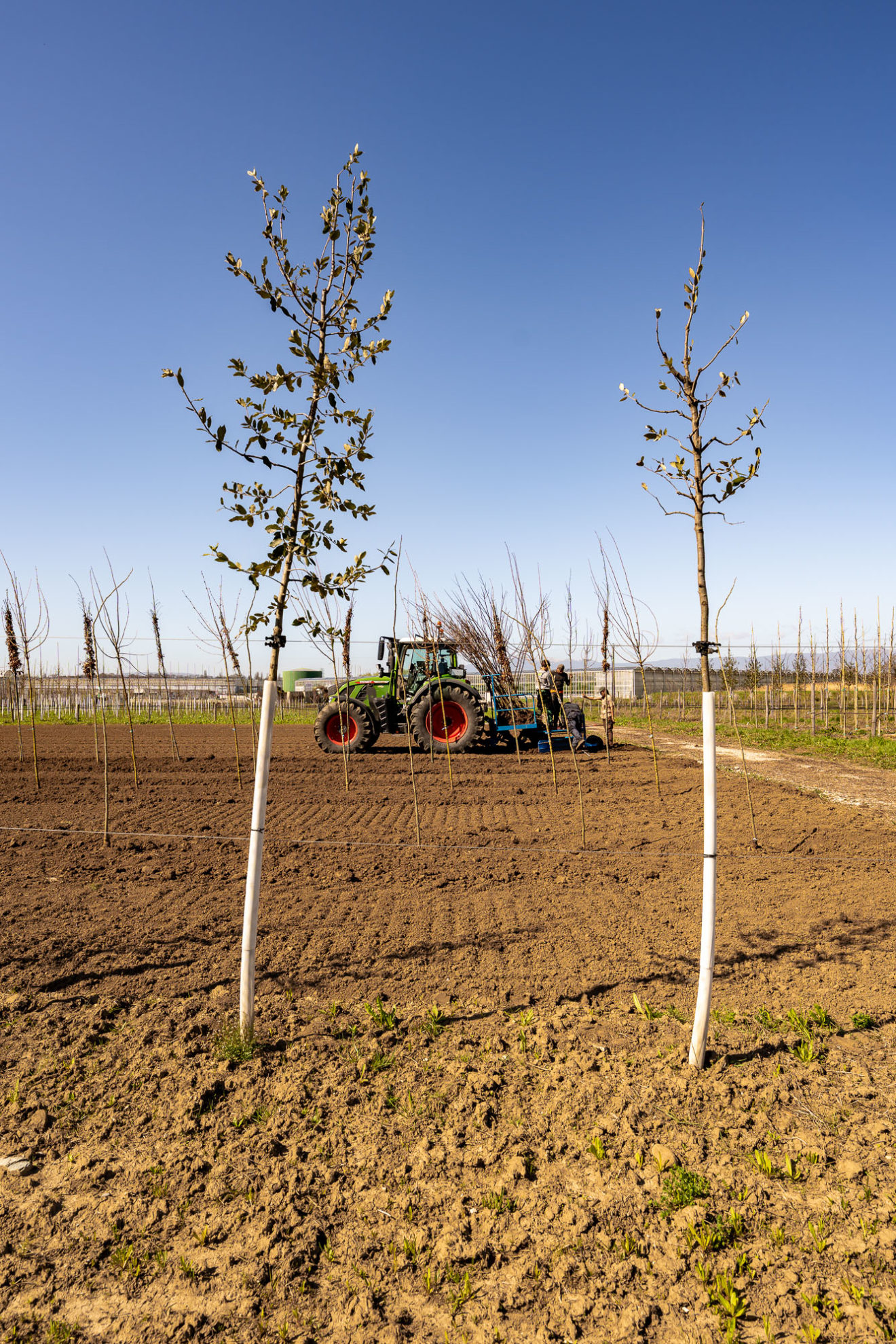 2025 - Jacquet SA - La Pépinière Jacquet - Plantations Parcelle de Veyrier