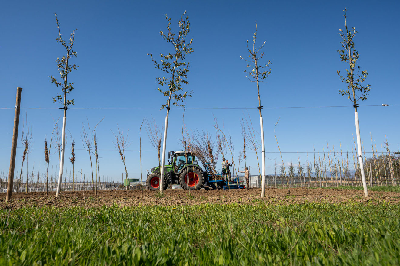 2025 - Jacquet SA - La Pépinière Jacquet - Plantations Parcelle de Veyrier