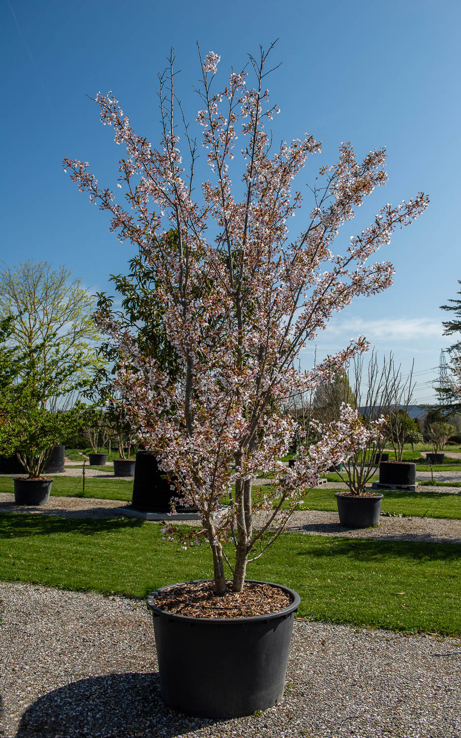 2025 - La Pépinière Jacquet - Végétaux - Arbres cépées