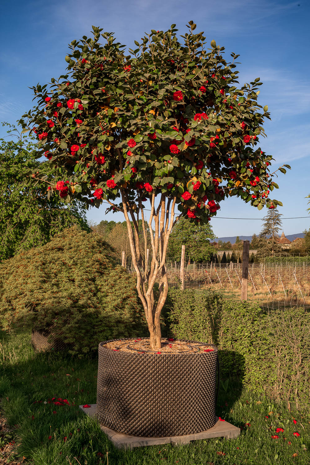 2025 - La Pépinière Jacquet - Végétaux - Arbres cépées