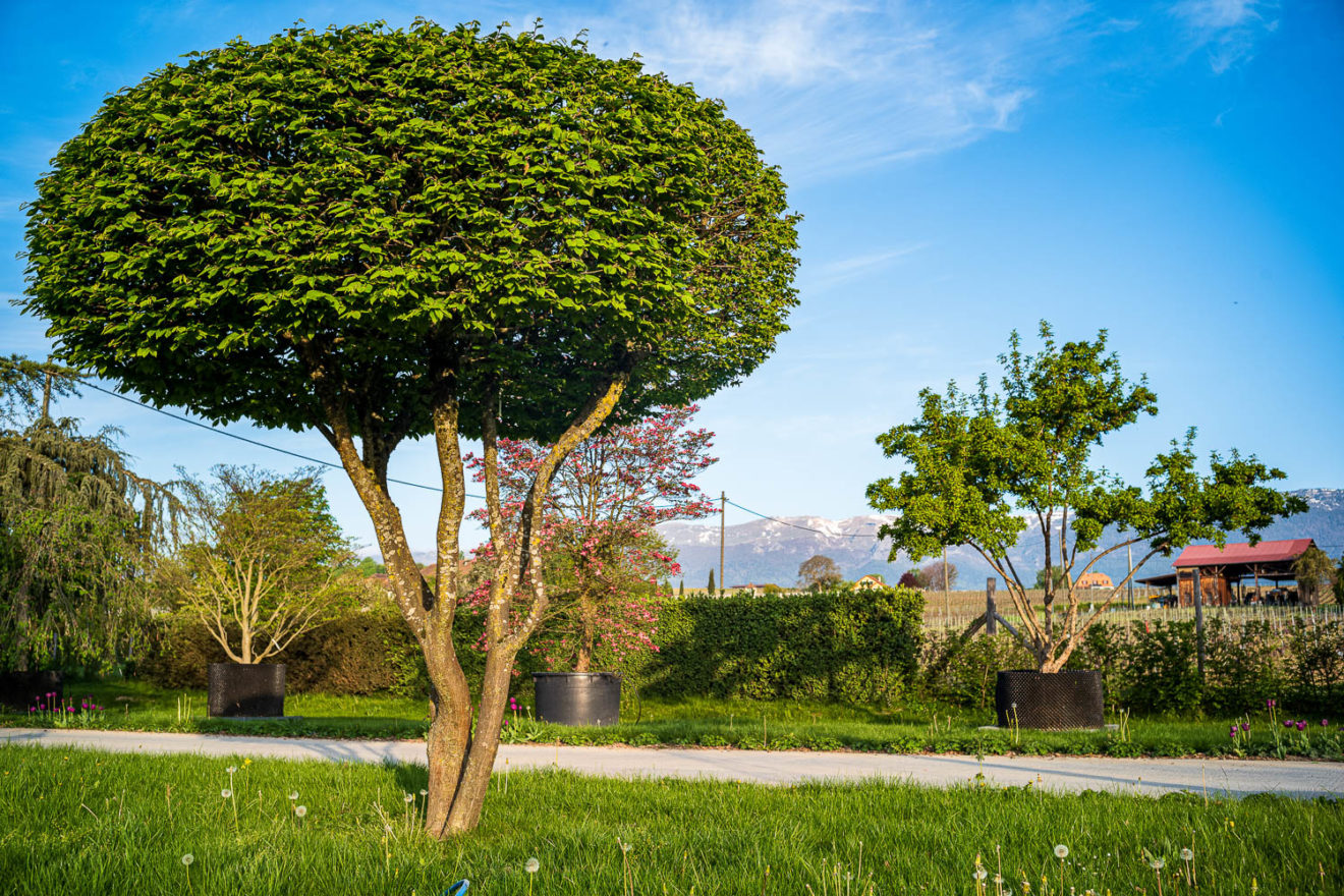 2025 - La Pépinière Jacquet - Végétaux - Arbres cépées