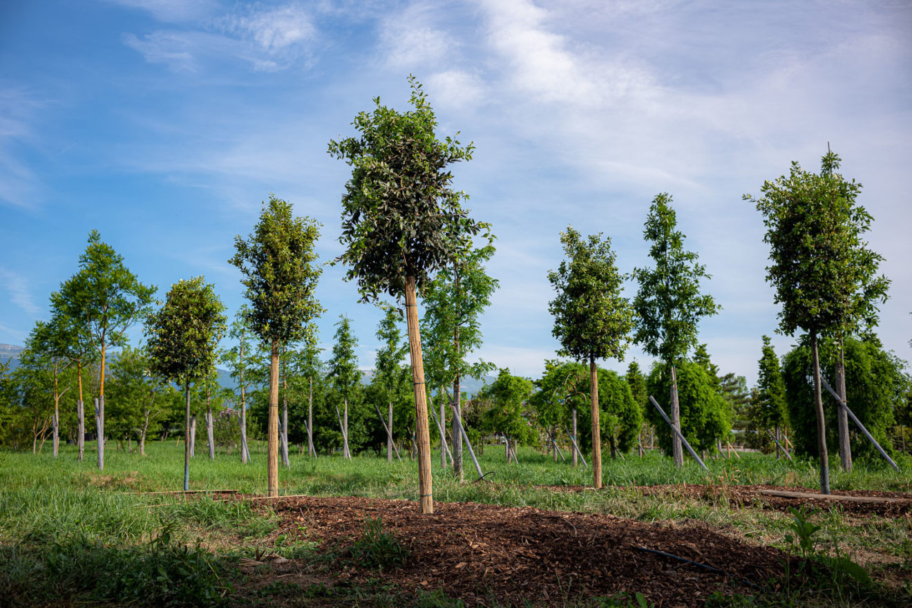 2025 - La Pépinière Jacquet - Végétaux - Arbres tiges