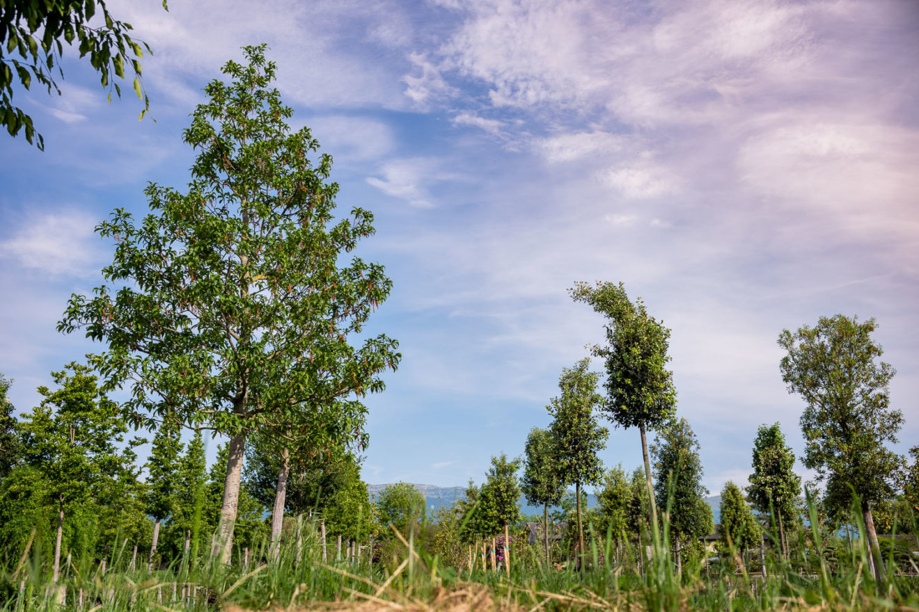 2025 - La Pépinière Jacquet - Végétaux - Arbres tiges