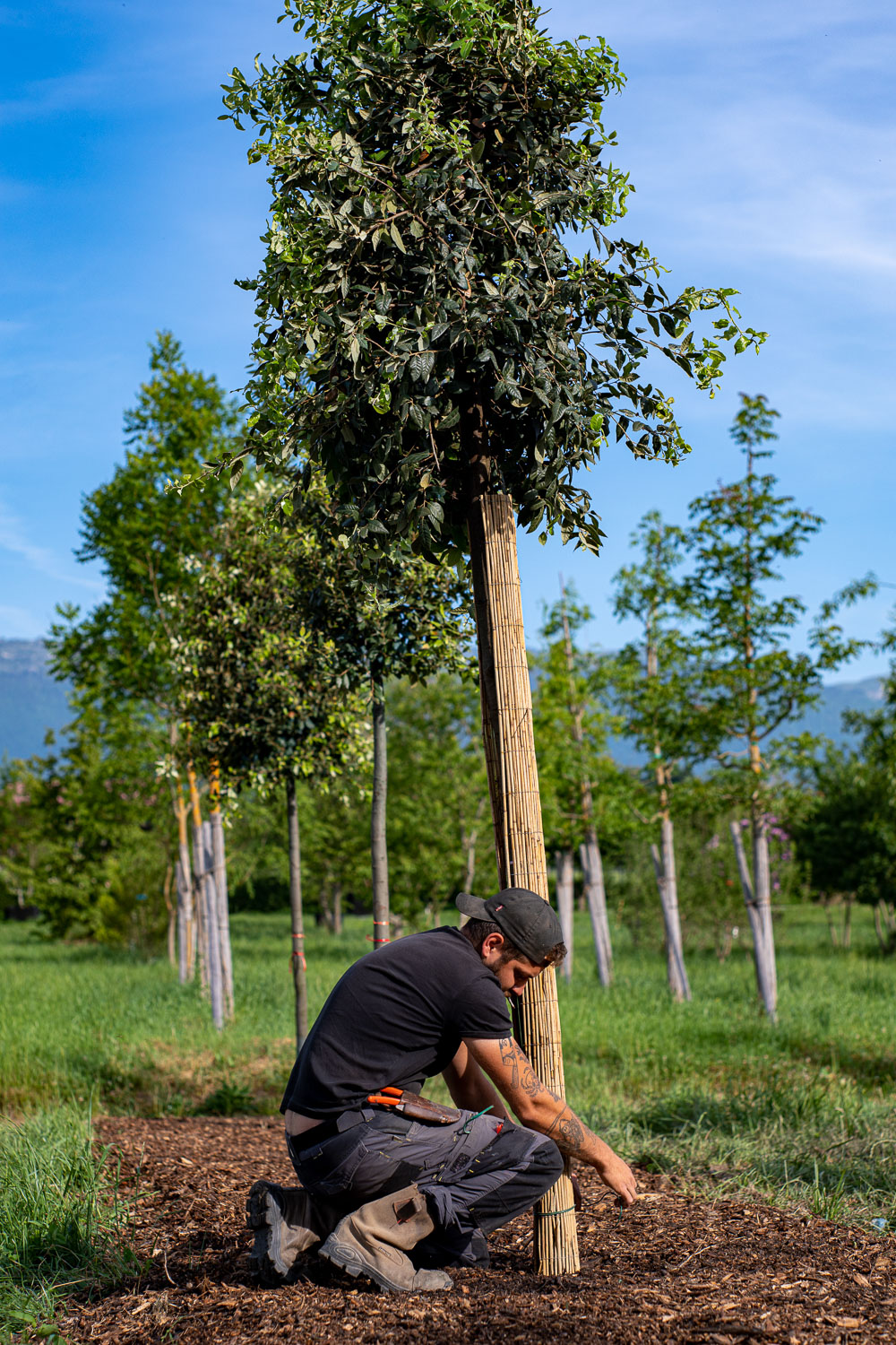 2025 - La Pépinière Jacquet - Végétaux - Arbres tiges
