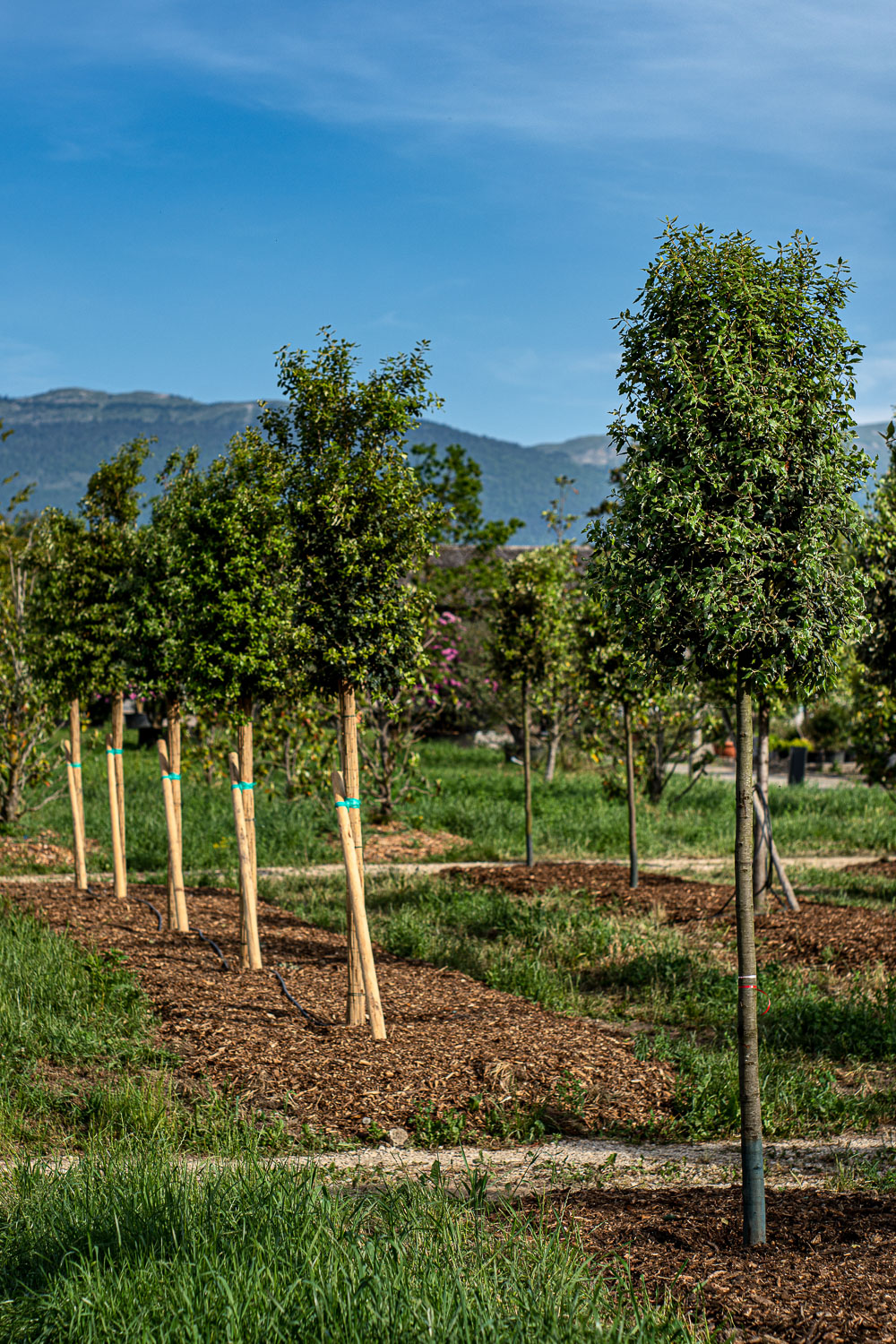 2025 - La Pépinière Jacquet - Végétaux - Arbres tiges