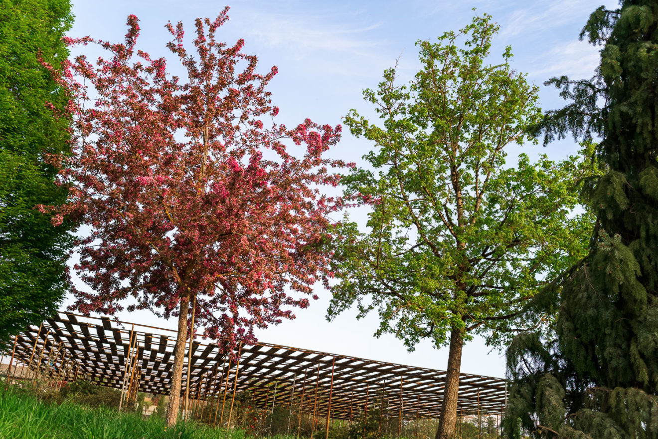 2025 - La Pépinière Jacquet - Végétaux - Arbres tiges