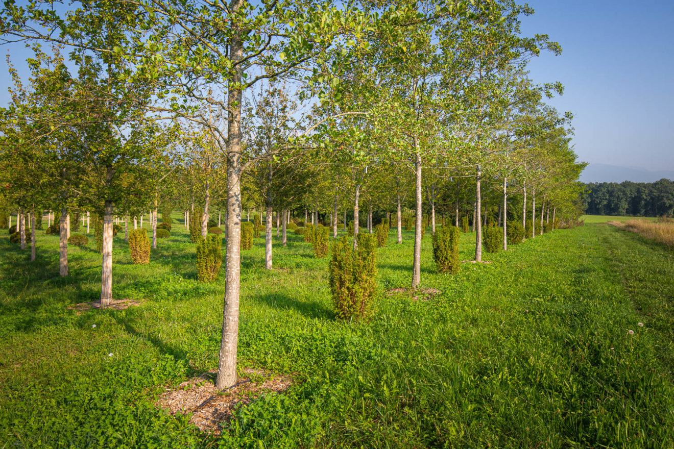 2025 - La Pépinière Jacquet - Végétaux - Arbres tiges