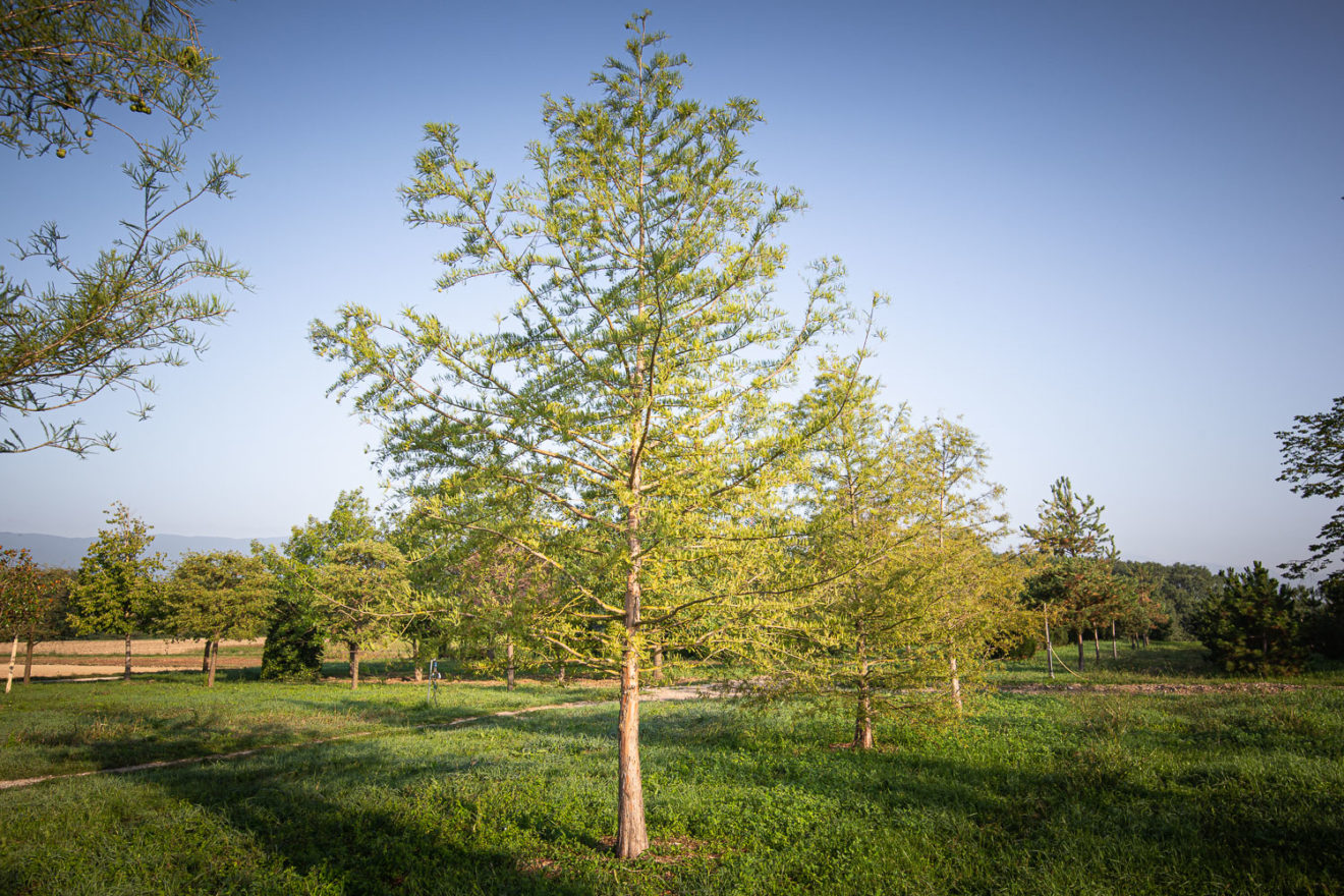 2025 - La Pépinière Jacquet - Végétaux - Arbres tiges