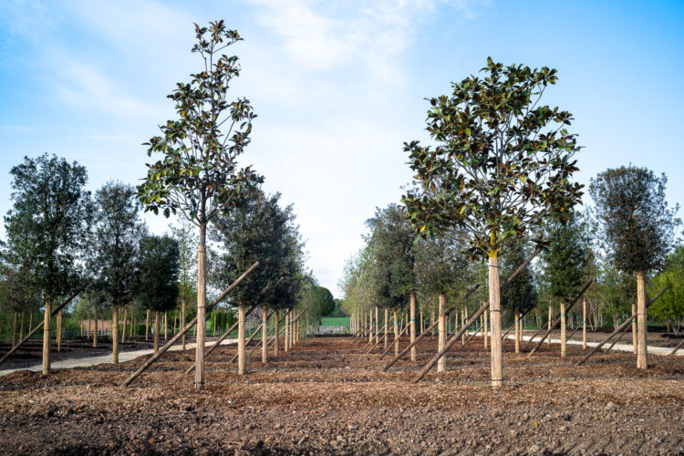 2025 - La Pépinière Jacquet - Végétaux - Arbres tiges