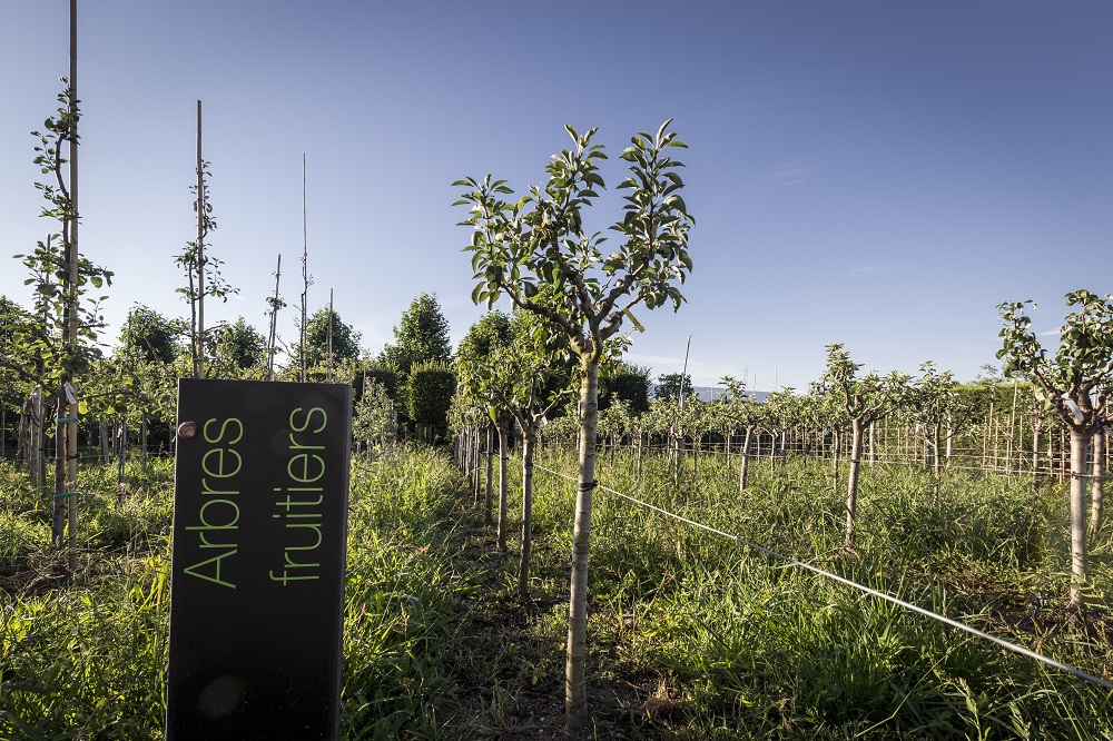 2025 - La Pépinière Jacquet - Végétaux - Fruitiers