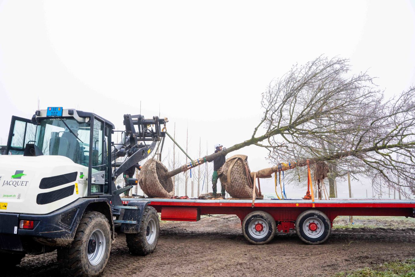 Pepiniere - Arrachage Janvier 26