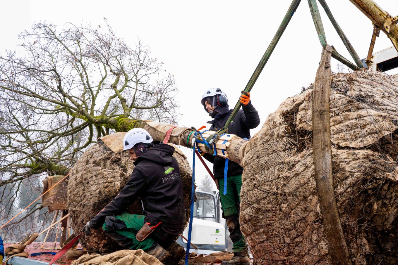 Pepiniere - Arrachage Janvier 26