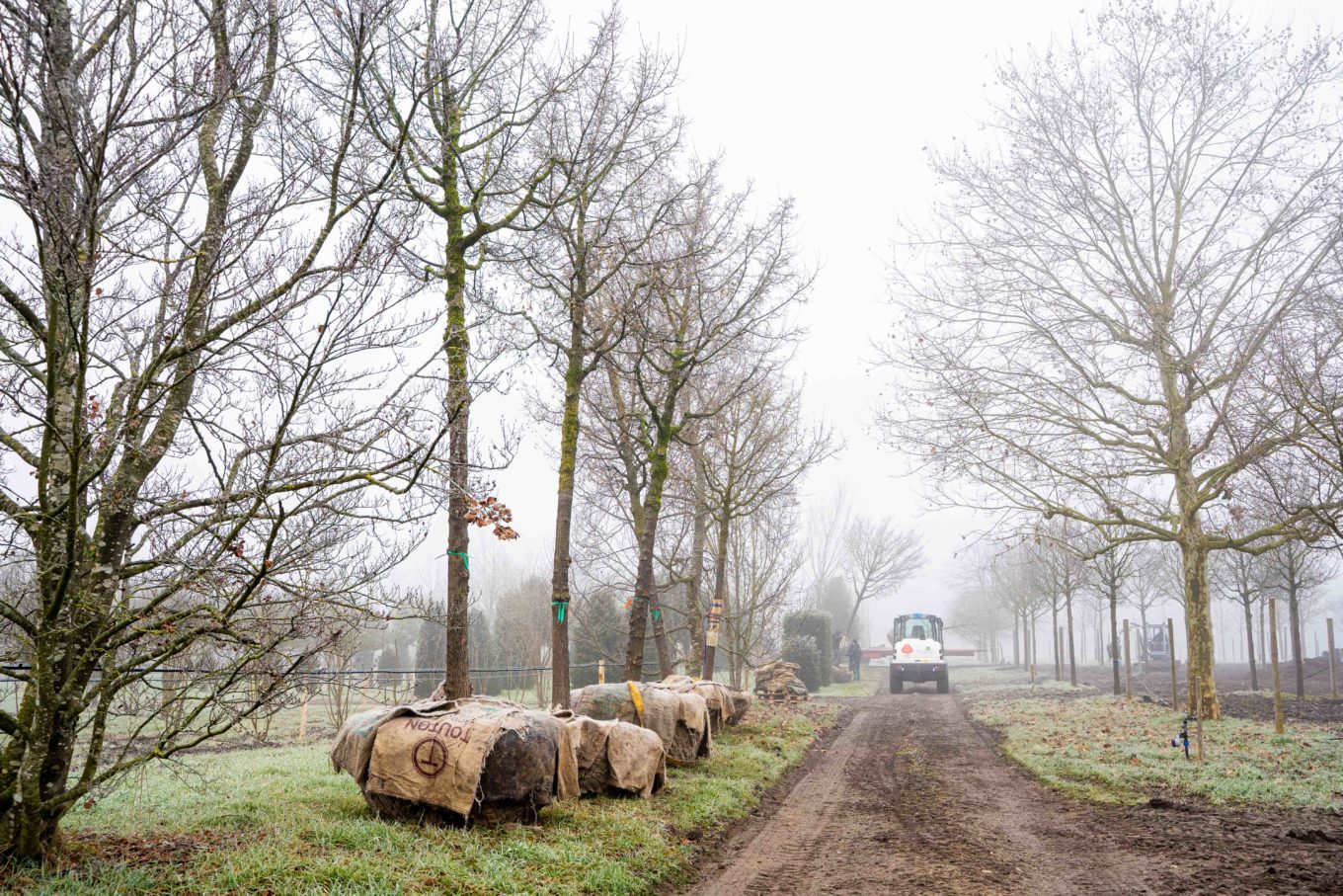 Pepiniere - Arrachage Janvier 26