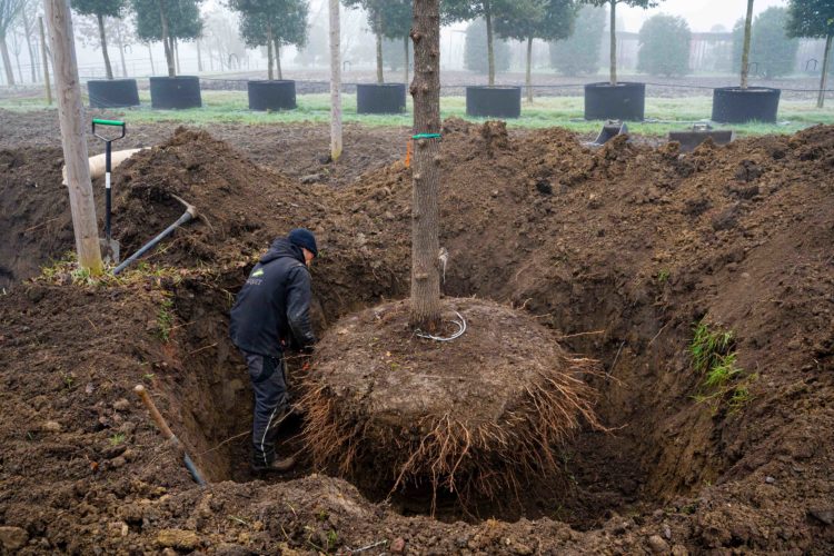 Pepiniere - Arrachage Janvier 26