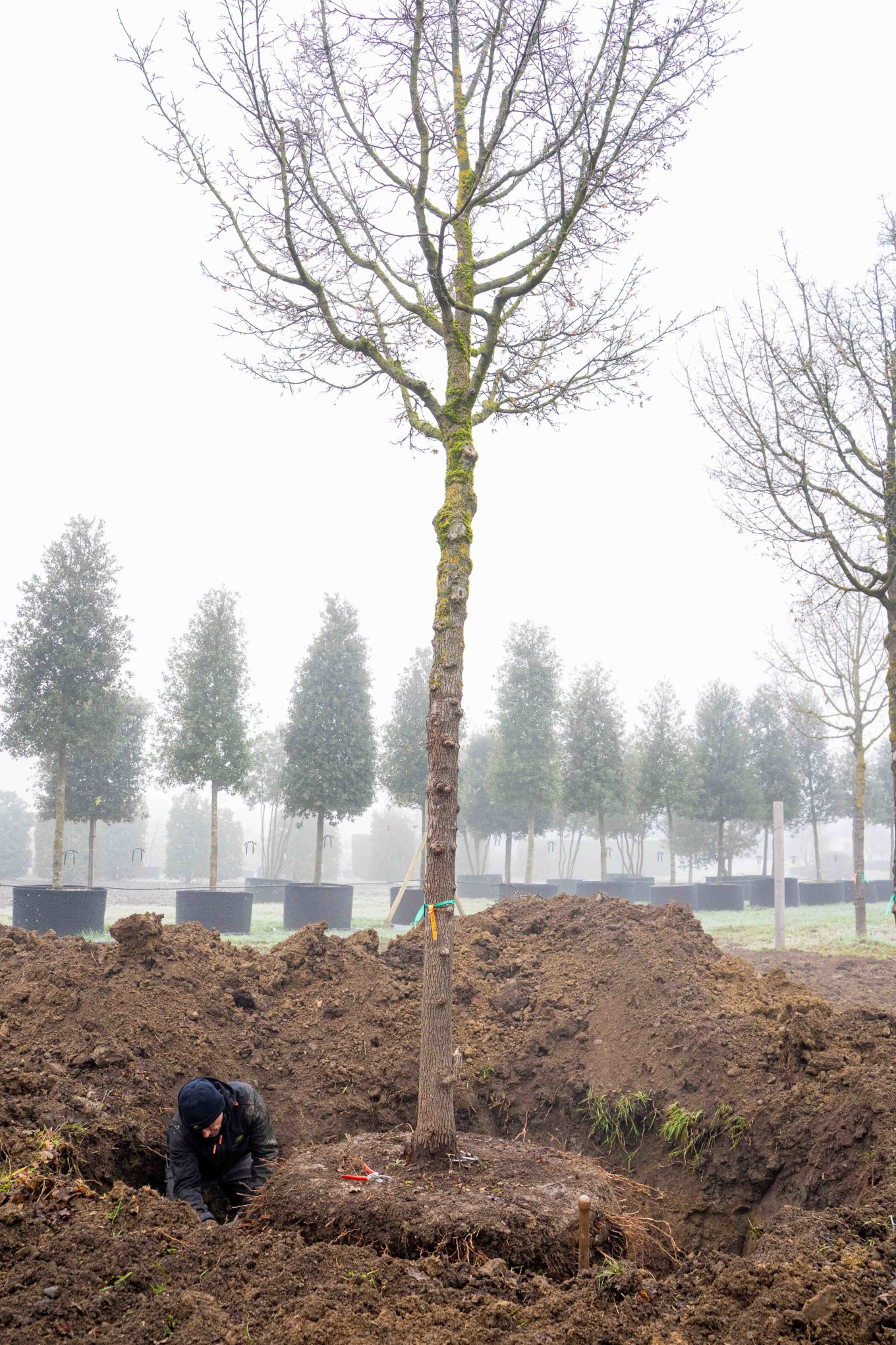 Pepiniere - Arrachage Janvier 26