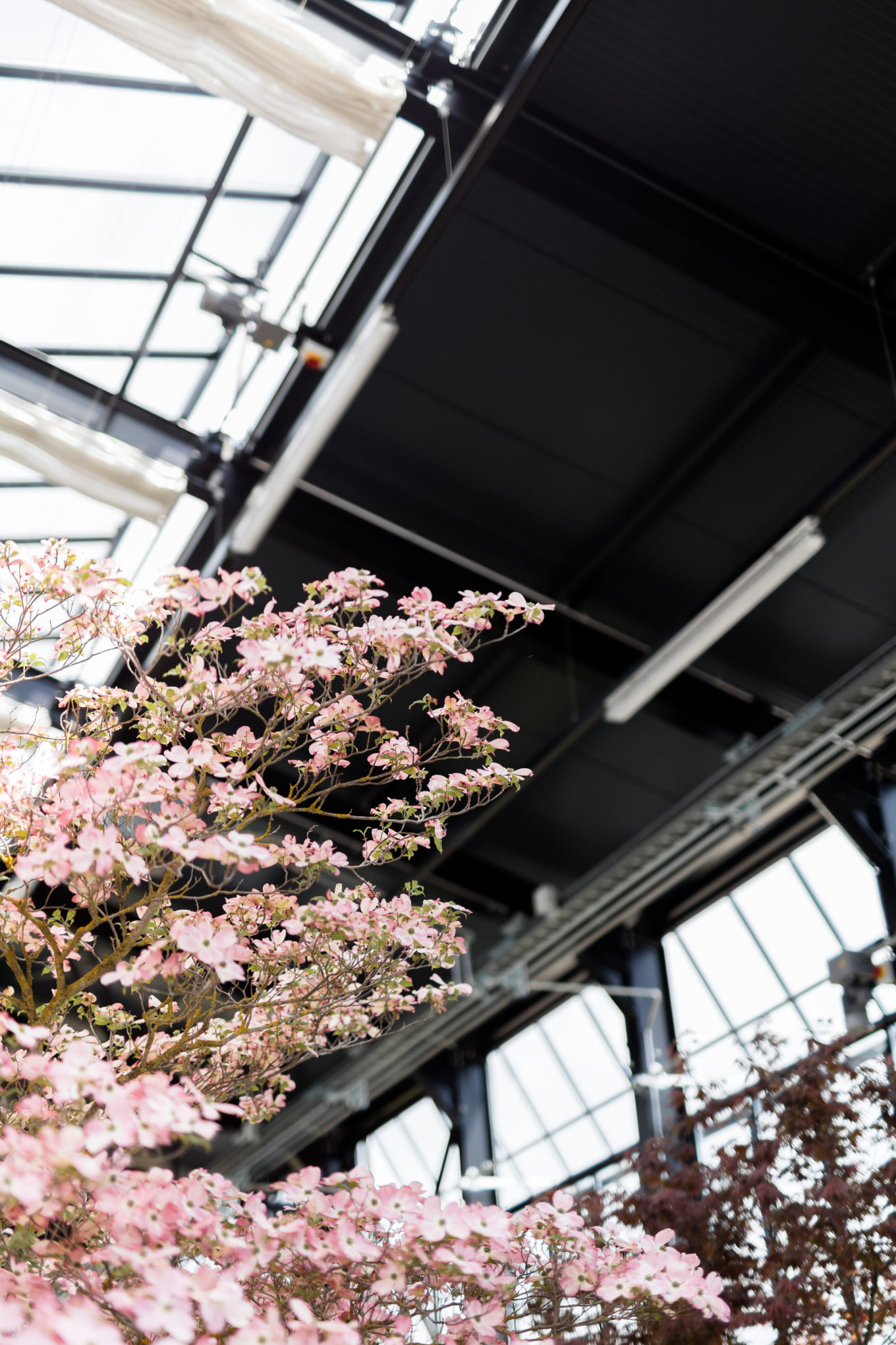 Journées des plantes 2025