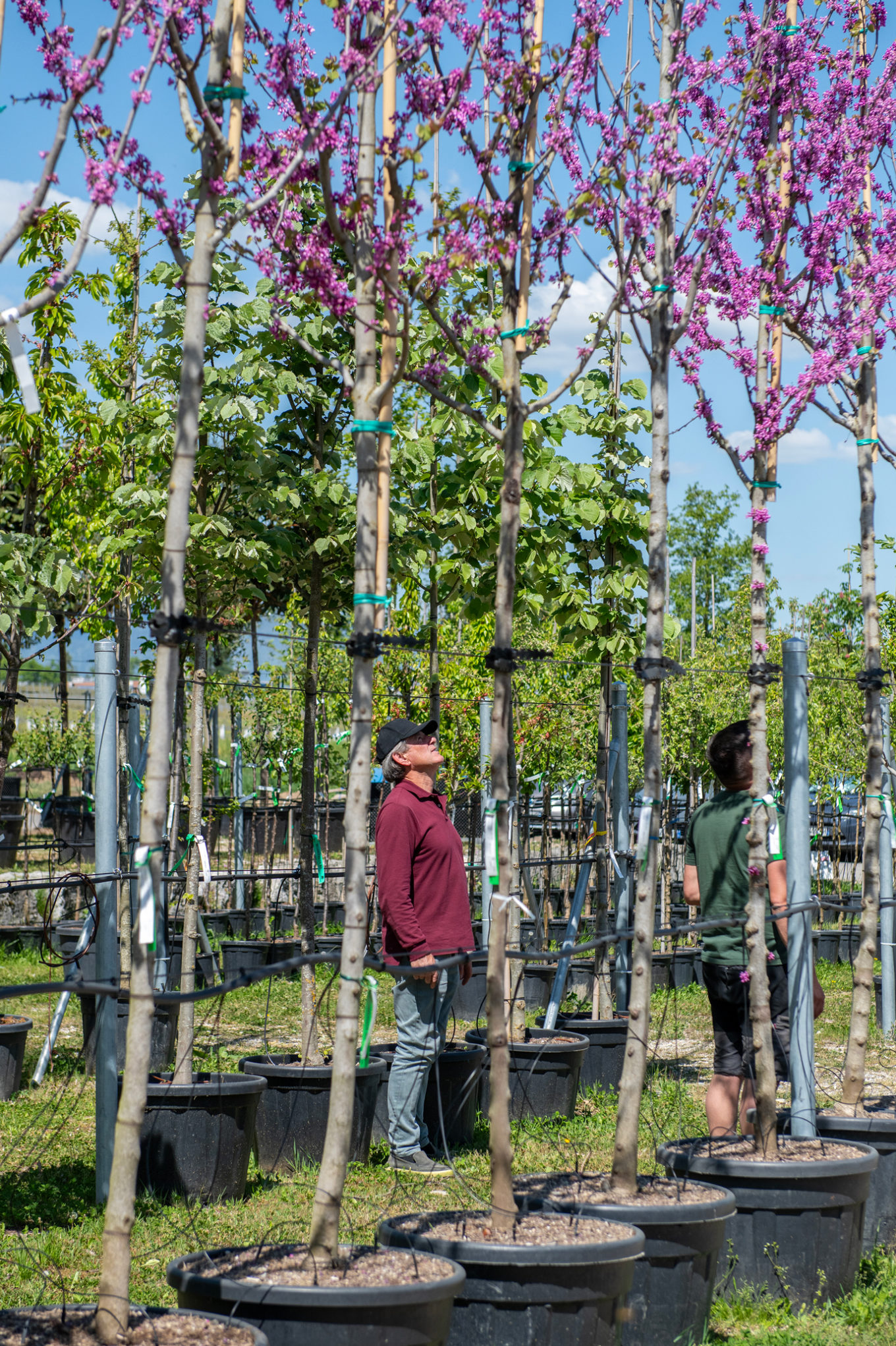 Journées des plantes 2026