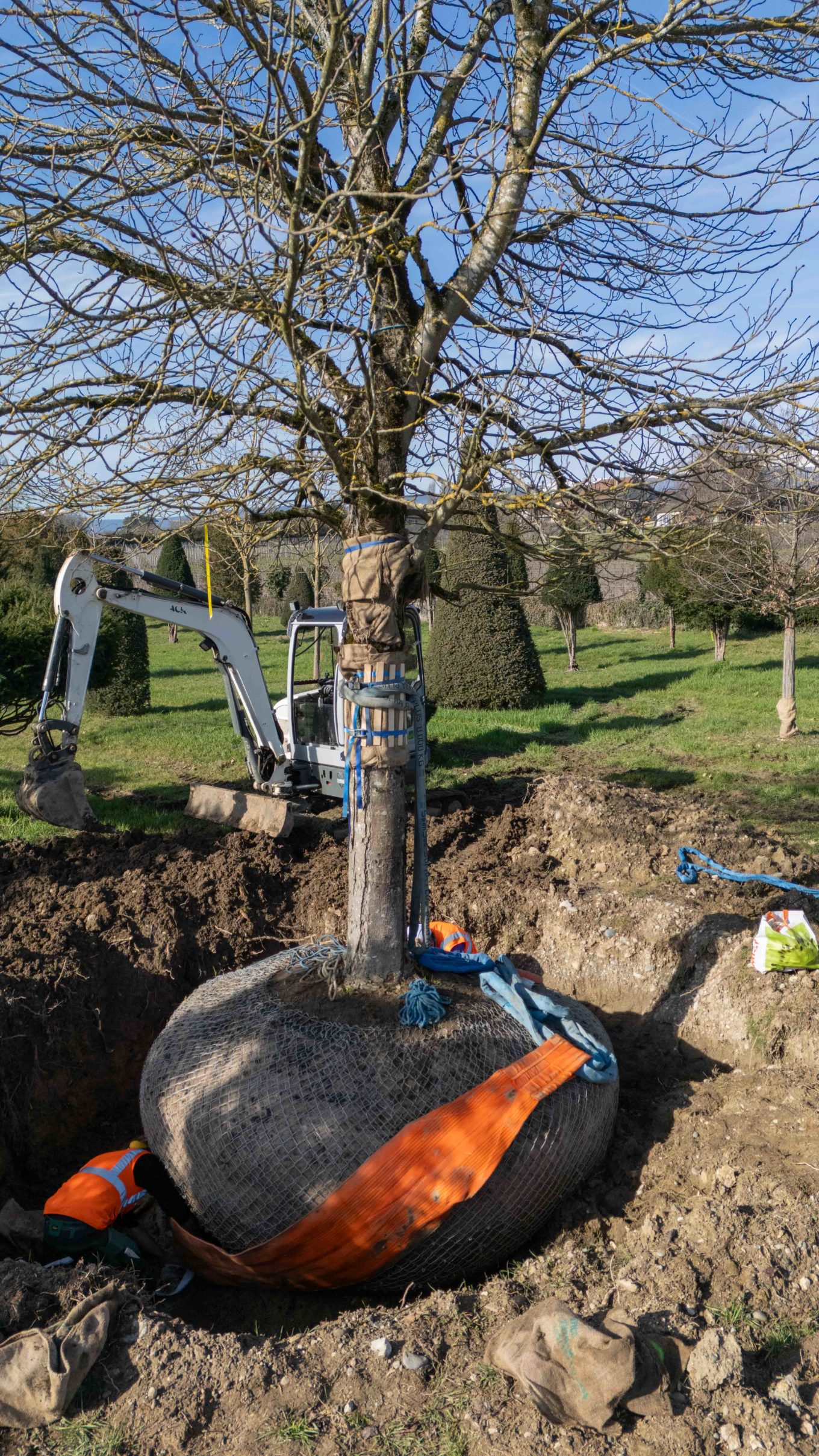 La Pepiniere Jacquet - Arrachage et chargement client privé