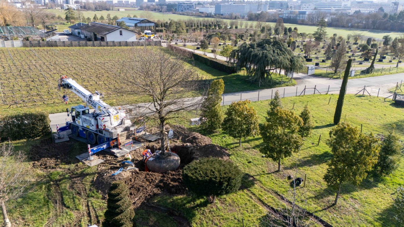 La Pepiniere Jacquet - Arrachage et chargement client privé