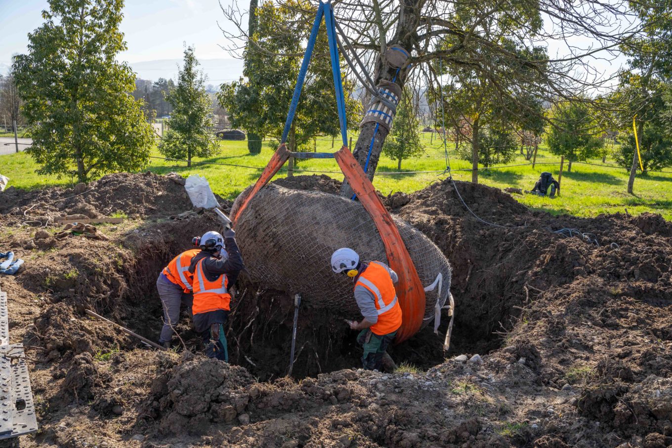 La Pepiniere Jacquet - Arrachage et chargement client privé