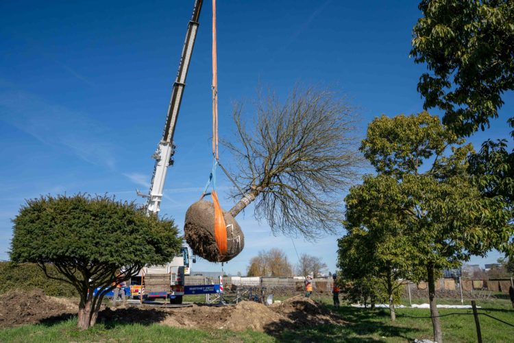 La Pepiniere Jacquet - Arrachage et chargement client privé