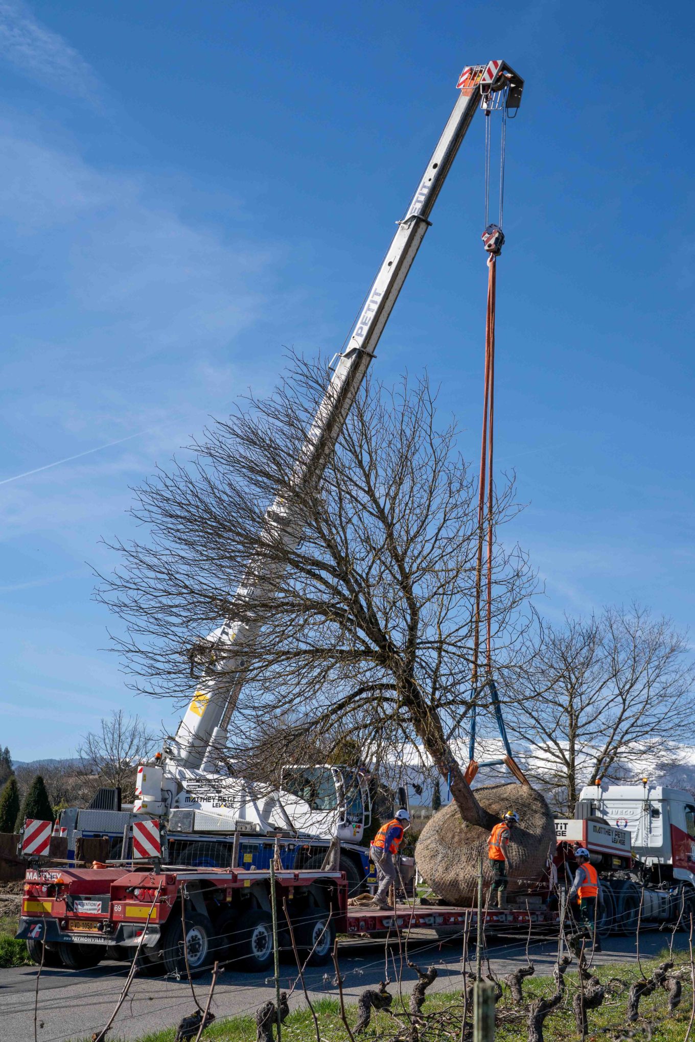 La Pepiniere Jacquet - Arrachage et chargement client privé