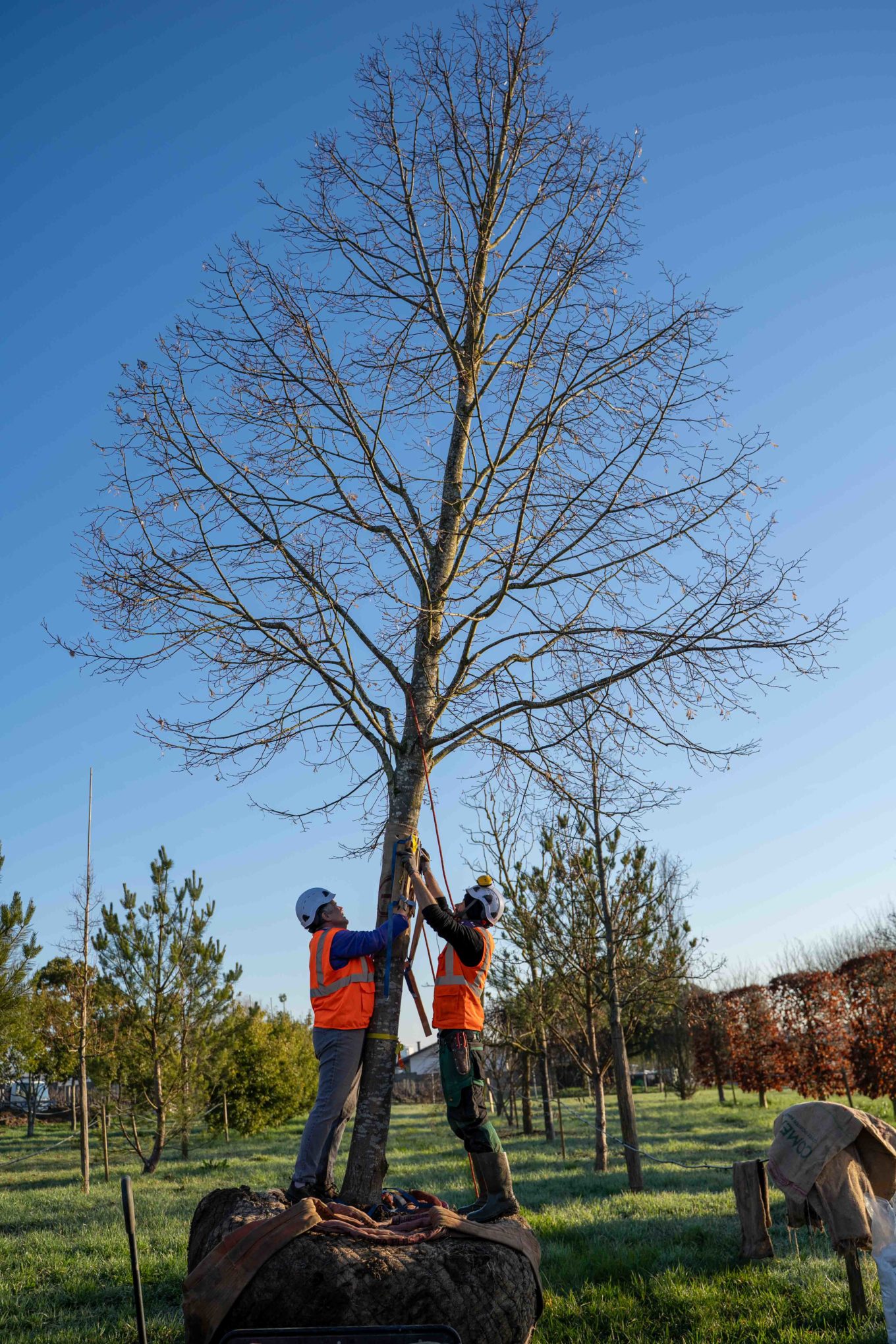 La Pepiniere Jacquet - Arrachage et chargement client privé
