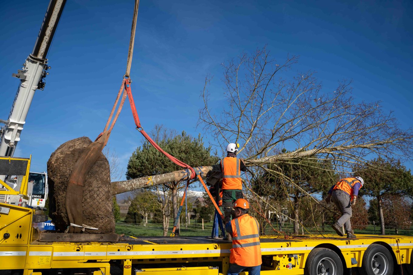La Pepiniere Jacquet - Arrachage et chargement client privé