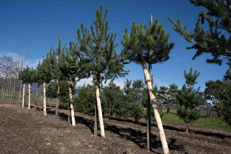 Pépinière Contrat de culture