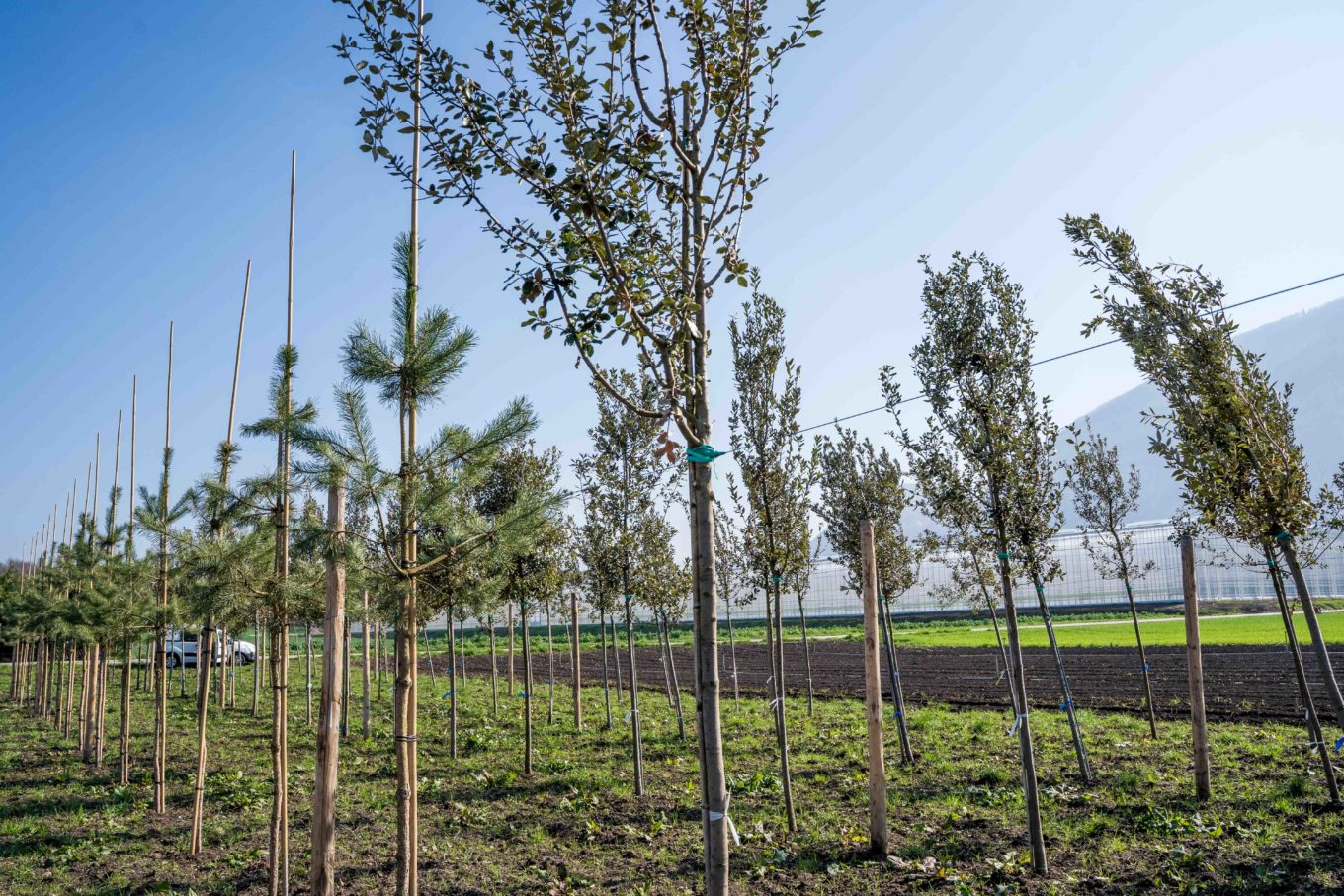 plantation arbres Troinex Genève 2