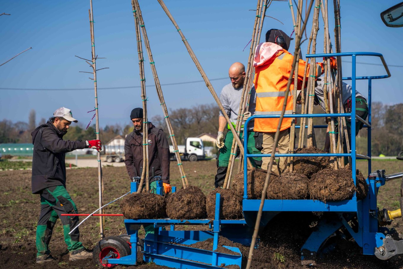 plantation arbres Troinex Genève 2