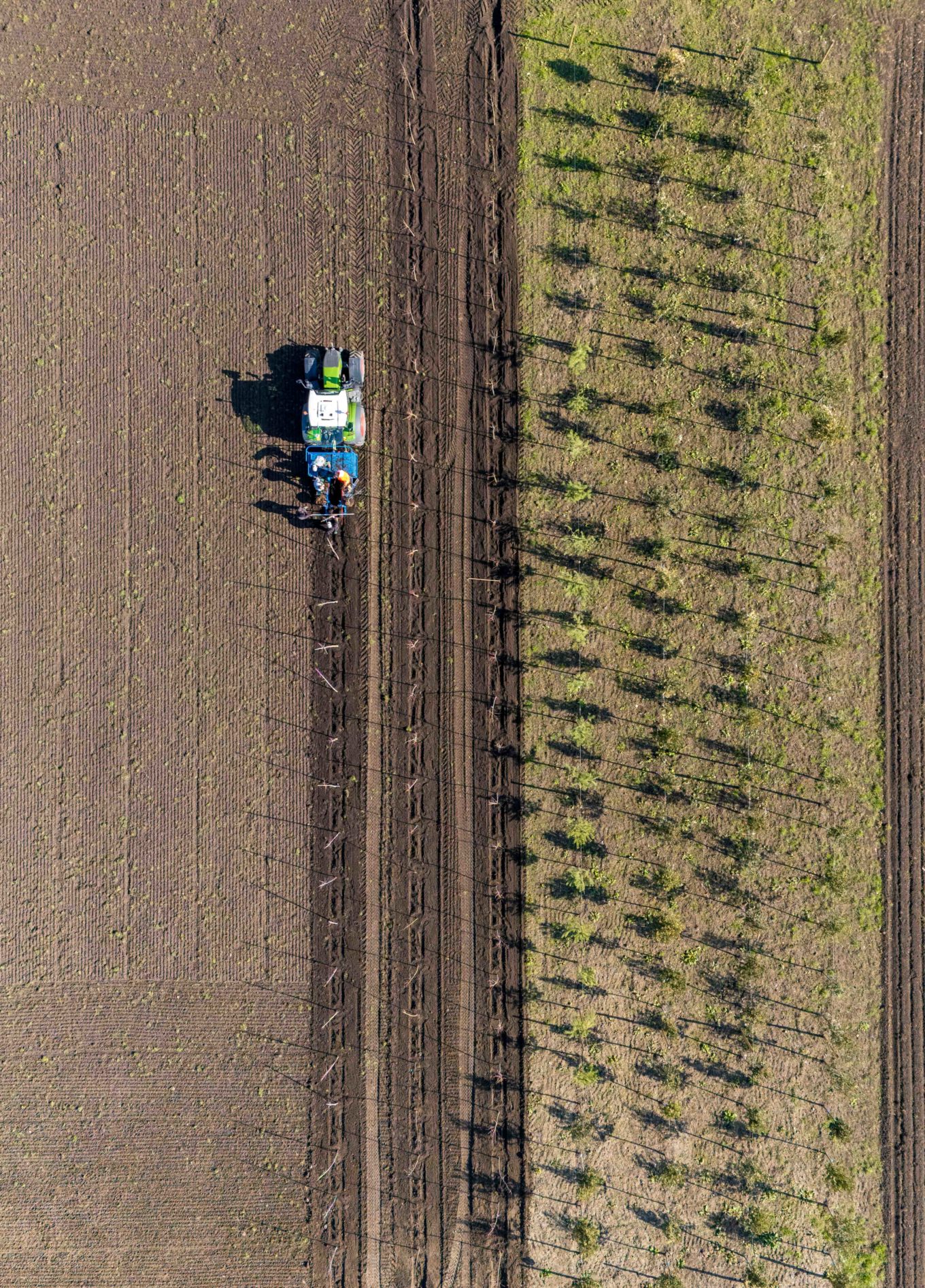 plantation arbres Troinex Genève 2
