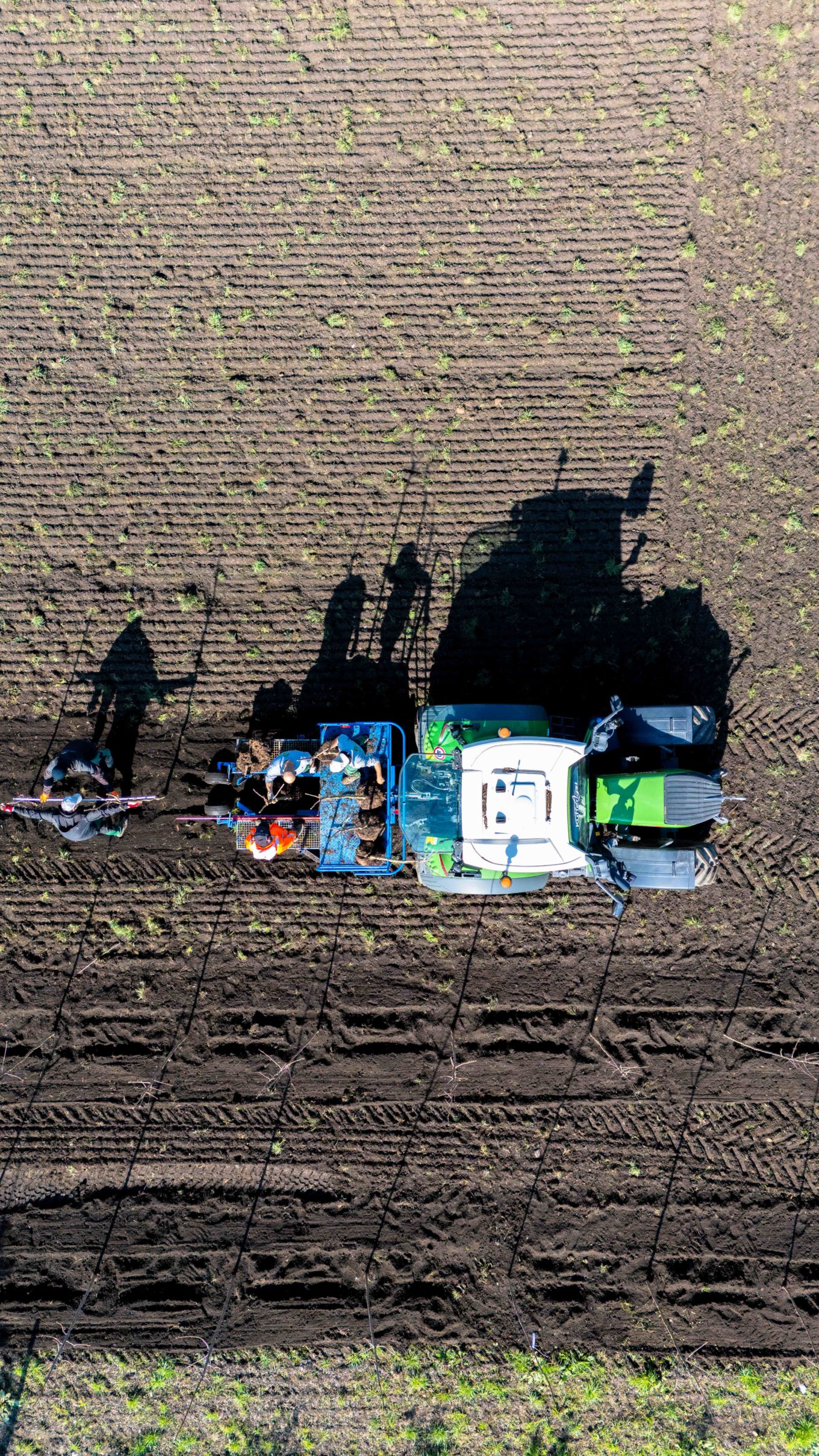 plantation arbres Troinex Genève 2